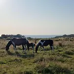 Vue Mer, Terrasse, Nature, Poney A Disposition