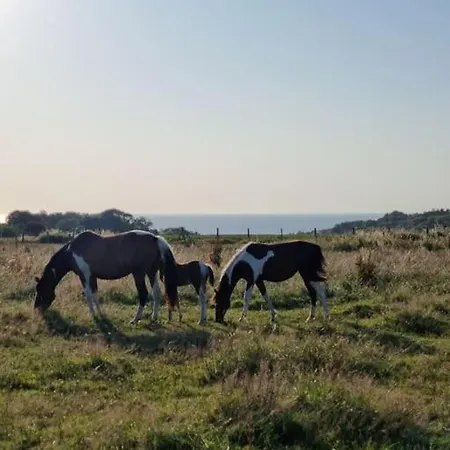 Vue Mer, Terrasse, Nature, Poney à Disposition